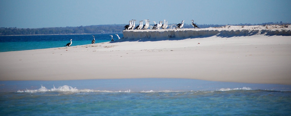 #aussie 324 - Hervey Bay Whale Watching : Pelican Bay